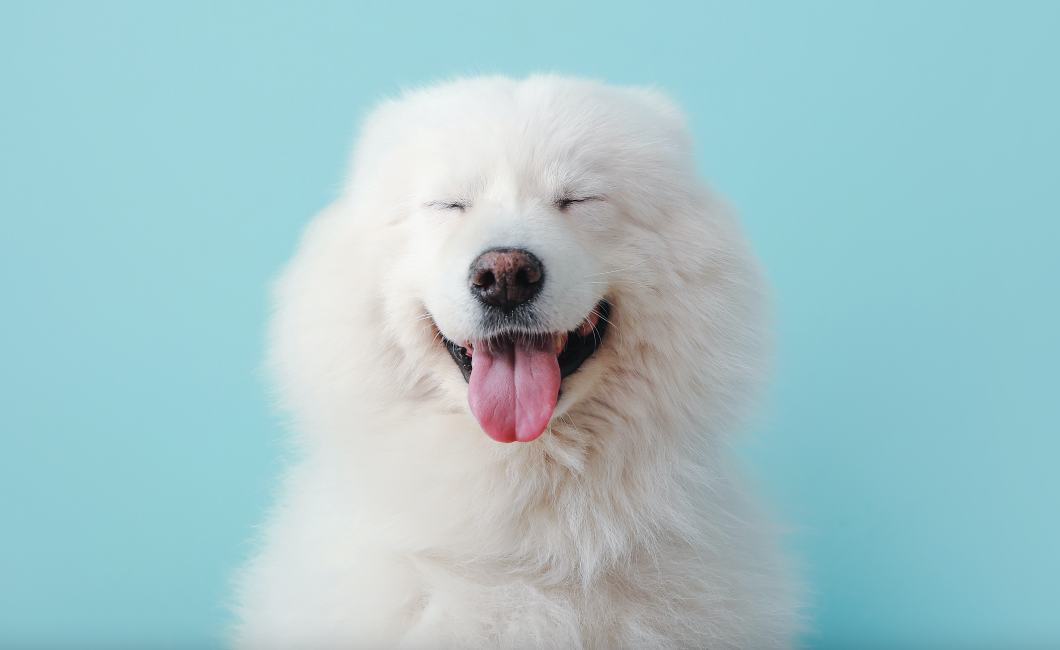 Annie's Pantry | Real Good Food