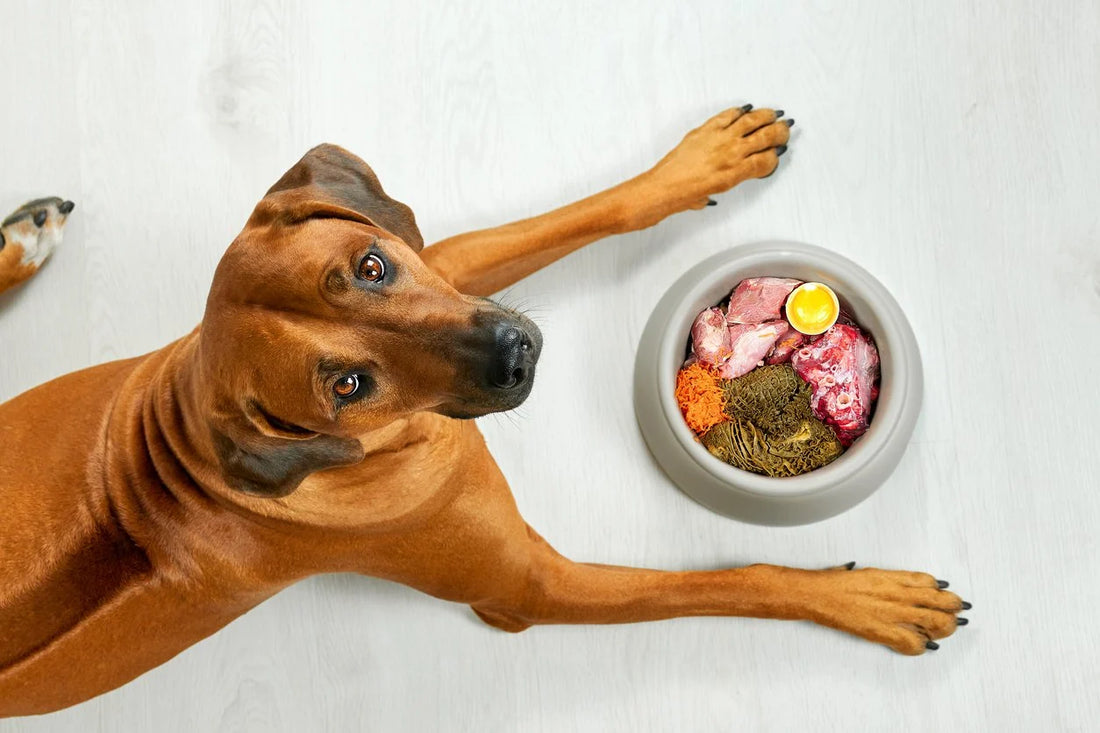 Annie's Pantry - Unleashing the Benefits of Raw Feeding for Dogs: A Nutritional Revolution
